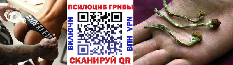 MEGA   Советский  Галлюциногенные грибы Psilocybine cubensis 